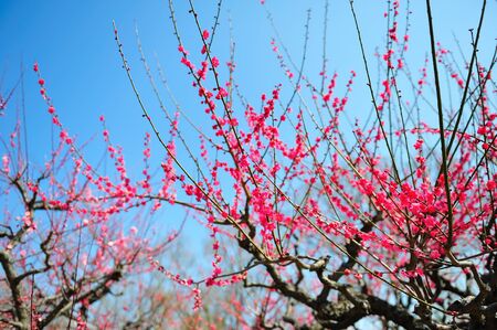 Ume (plum) blossoming during spring in Japanの写真素材