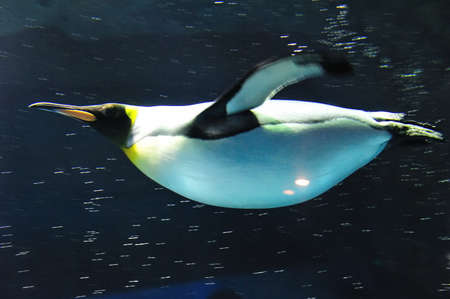 King penguin speeding in the waterの写真素材