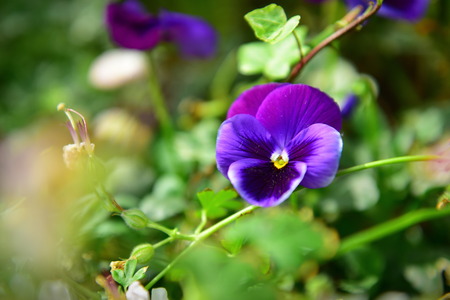 Violet pansy flower blooming in a garden