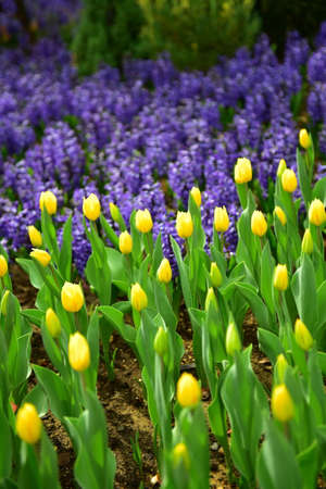 Yellow tulips blooming in springの写真素材