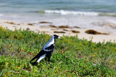 Wild magpie at a beachの写真素材