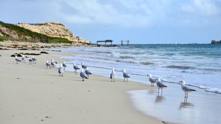 A flock of seagulls along the coast of Hamelin Bay, Western Australiaの写真素材