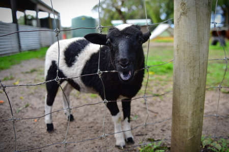 Young calf behind the fence in a farm