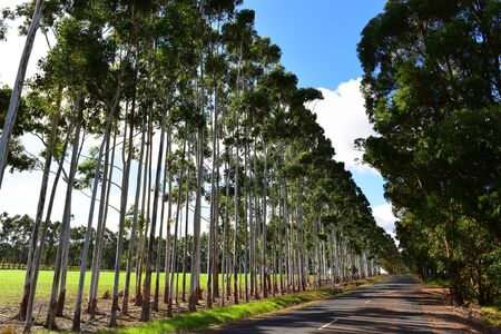 Row of tall karri trees along the road in Western Australiaの写真素材