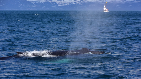 Humpback whale swimming off the coast of Husavik, Icelandの写真素材