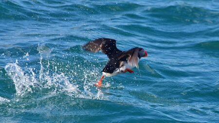 Puffin taking off from the sea in Icelandの写真素材