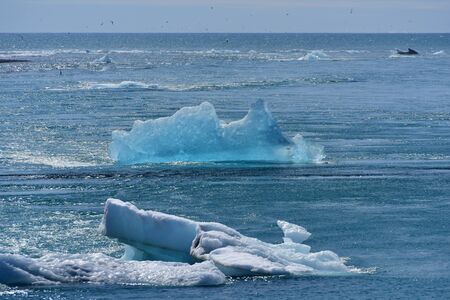 Blue iceberg floating at the mouth of Jokulsarlon Glacier Lagoon in Iceland