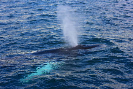 Humpback whale swimming off the coast of Husavik, Icelandの写真素材