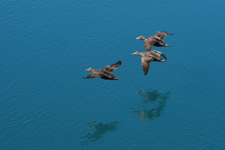 Wild ducks flying in formation over a lake in Icelandの写真素材