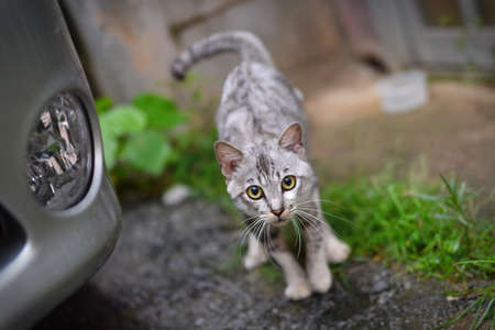 White grey cat staring cautiously