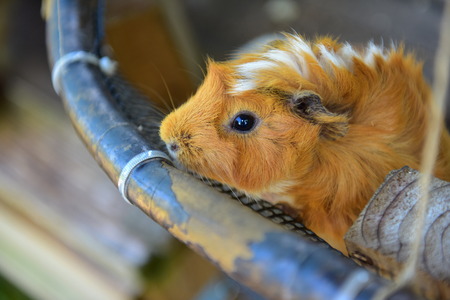Guinea pigs in a botanical garden in Okinawa, Japan