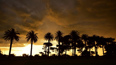 Silhouette of trees against the setting sunの写真素材