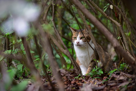 Stray cat in Taiwan's famous Houtong cat villageの写真素材