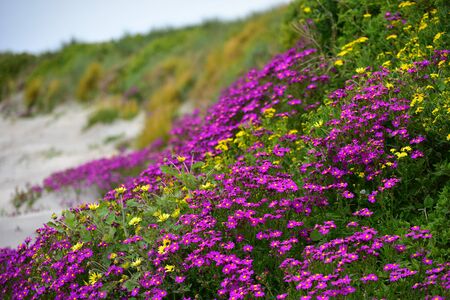 Beautiful purple flowers along the coast of Griffiths Island in Victoria, Australiaの写真素材