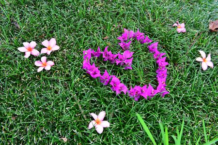 Chain of bougainvillea flowers in a heart shapeの写真素材