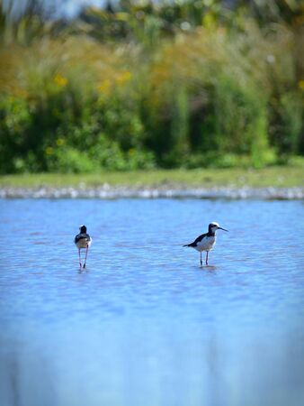Wild Pied Stilt Poaka at Travis Wetland Nature Heritage Park in Christchurch, New Zealand