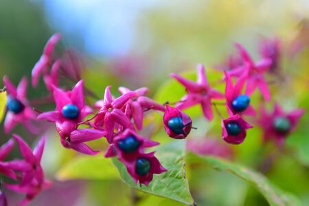 Clerodendrum Trichotomum blooming in Christchurch Botanic Gardens, New Zealandの写真素材