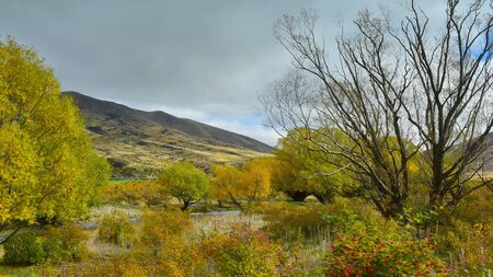 Trees with yellow autumn leaves in Canterbury, New Zealand