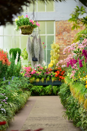 Various species of colorful flowers blooming during spring in Auckland Domain Wintergardens, New Zealandのeditorial素材