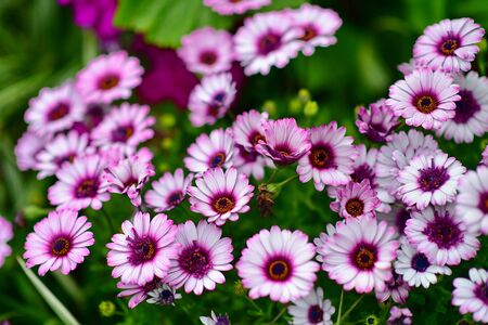 Various species of colorful flowers blooming during spring in Auckland Domain Wintergardens, New Zealandの写真素材