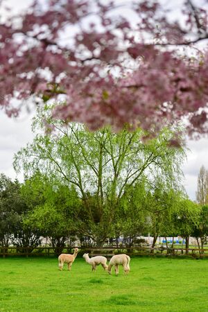 Sakura cherry blossom and llamas in a garden in Hamilton, New Zealandの写真素材