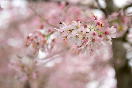 Sakura cherry blossom in a garden in Hamilton, New Zealandの写真素材