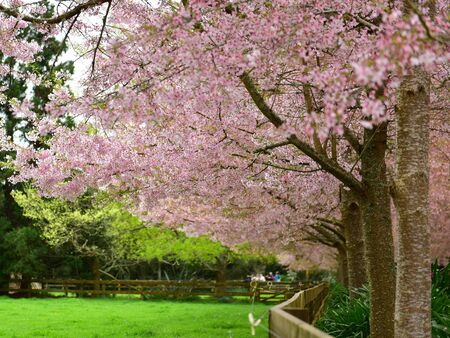 Sakura cherry blossom in a garden in Hamilton, New Zealand
