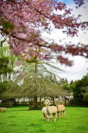 Sakura cherry blossom and llamas in a garden in Hamilton, New Zealandの写真素材