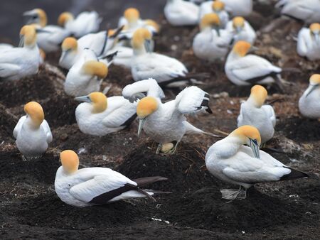Colony of gannets looking after their eggs during breeding season in Muriwai, New Zealandの写真素材