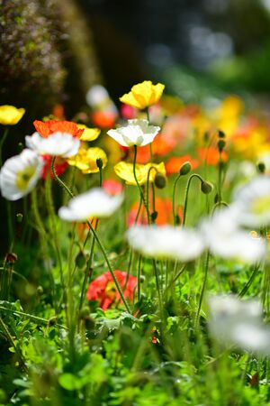 Colorful flowers blooming in spring in Auckland Botanic Gardens, New Zealandの写真素材