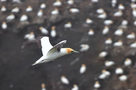 Gannet flying at the coast of Muriwai, north island, New Zealandの写真素材