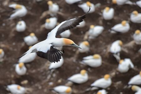 Gannets flying at the coast of Muriwai, north island, New Zealandの写真素材