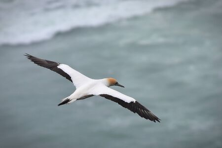 Gannet flying at the coast of Muriwai, north island, New Zealandの写真素材