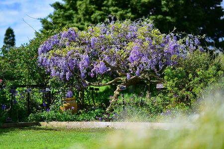 Purple flowers blooming in Auckland Botanic Gardens, New Zealandの写真素材