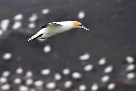 Gannet flying at the coast of Muriwai, north island, New Zealandの写真素材