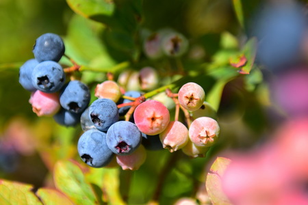 Ripening blueberries for picking in a farm in New Zealandの写真素材