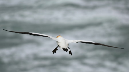 Wild gannet flying at the coast of Muriwai, New Zealandの写真素材