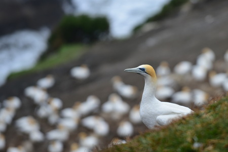 Wild gannet colony at the coast of Muriwai, New Zealandの写真素材