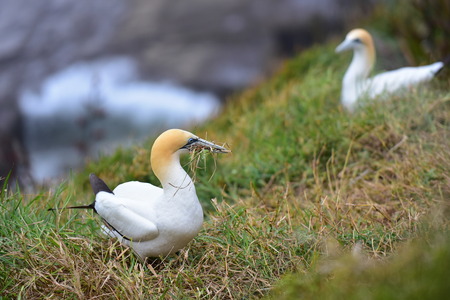 Wild gannet colony at the coast of Muriwai, New Zealandの写真素材