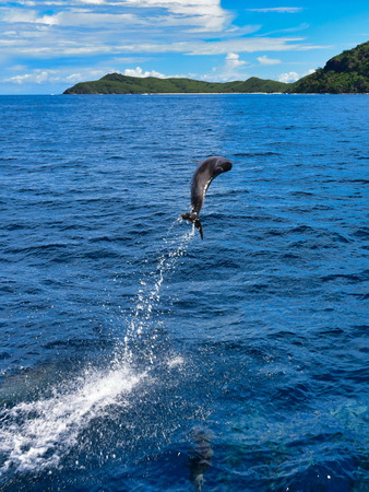 Wild dolphin leaping out of the ocean in Fijiの写真素材