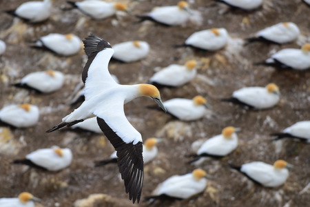 Wild gannet colony at the coast of Muriwai, New Zealandの写真素材