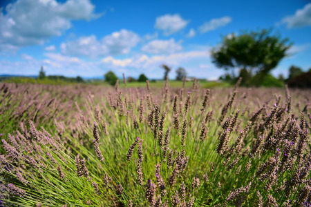 Lavender flowers blooming in late summer in Waikato, New Zealandの写真素材