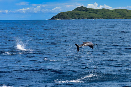 Wild dolphin leaping out of the ocean in Fijiの写真素材