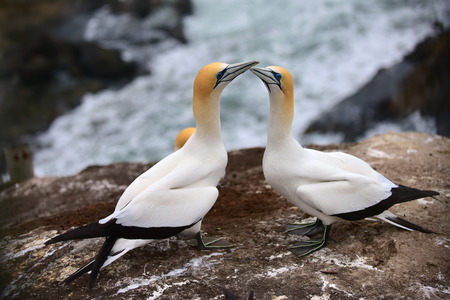 Wild gannets in courtship at Muriwai, western coast of New Zealandの写真素材