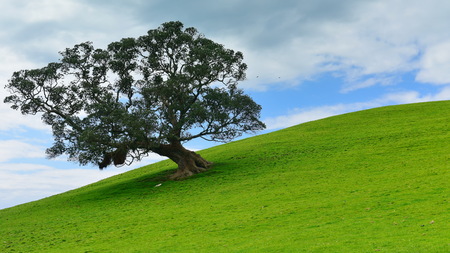 Duder Regional Park, a coastal farm park next to Hauraki gulf in New Zealand