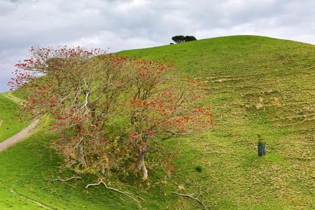 Duder Regional Park, a coastal farm park next to Hauraki gulf in New Zealandの写真素材