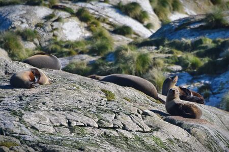 A colony of wild New Zealand fur seals on an island at Doubtful Sound, New Zealandの写真素材