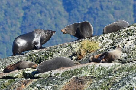 A colony of wild New Zealand fur seals on an island at Doubtful Sound, New Zealand
