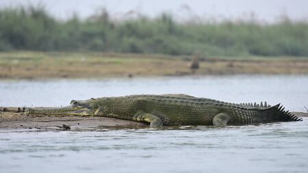 Endangered fish eating Gharial crocodile resting on a river bank in Chitwan National Park, Nepal