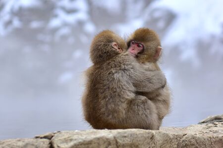 Young Japanese macaques (snow monkey) hugging at Jigokudani Monkey Park in Nagano, Japanの写真素材